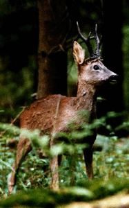 Chevreuil naturalisé